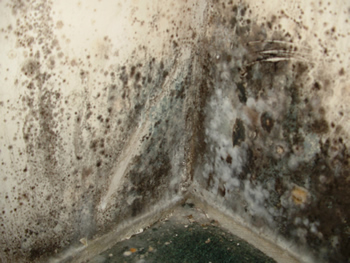 Toxic Mold - Naturopathic Medicine - Visionary Health